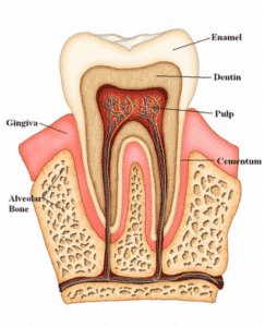 Read more about the article The Truth About Cracked Teeth